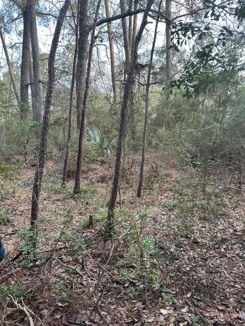 walking near me in Alden Bridge Park in spring