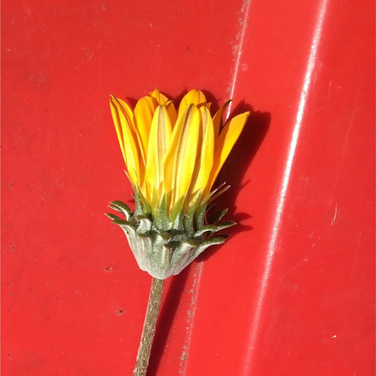 Ambero Y Bernstein ⁉️ profile