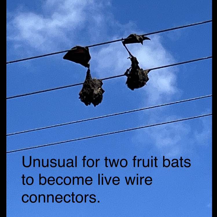 Ambero Y Bernstein ⁉️ post 2