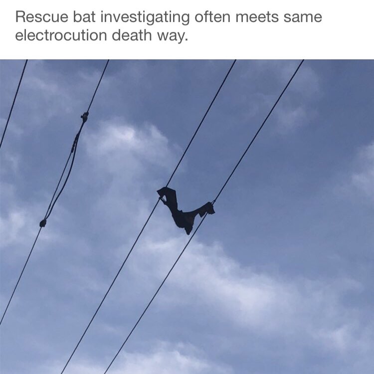 Ambero Y Bernstein ⁉️ post 1