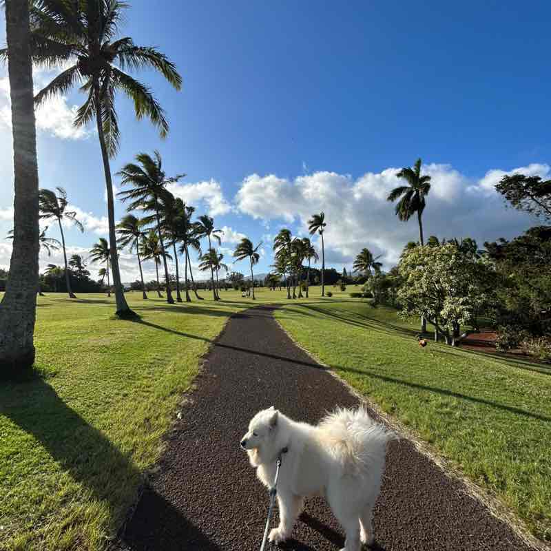 The Daily Stroll Bekah Cooper post image