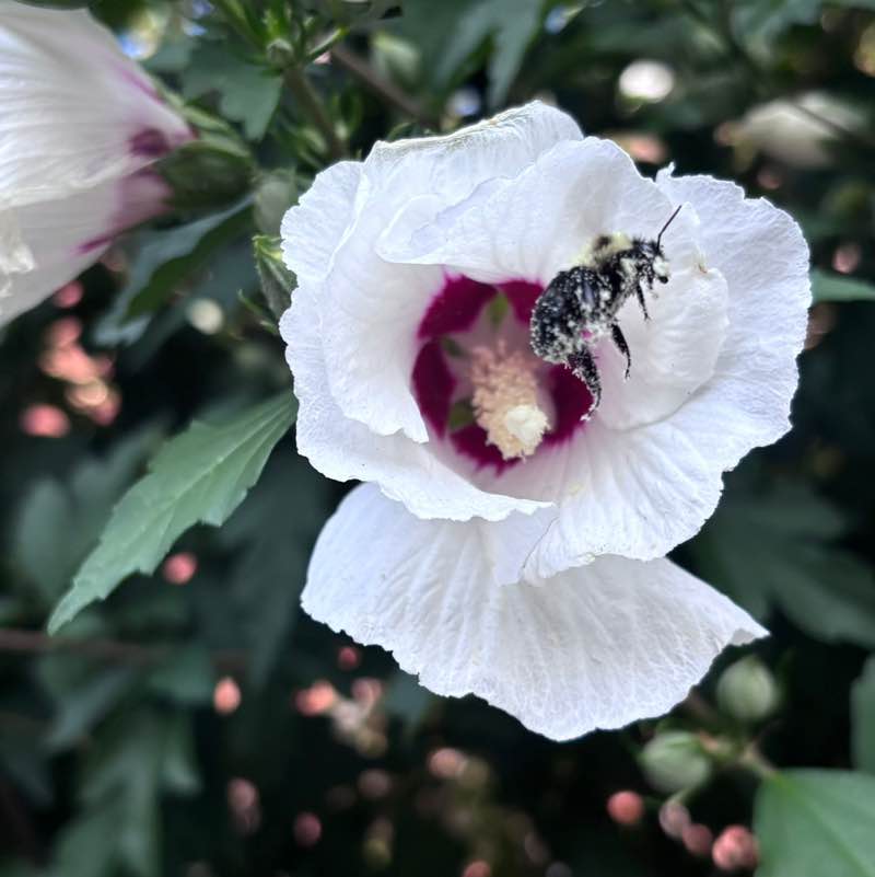 Maricely post 2
