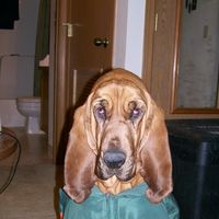 Cindy Sanford Hilton