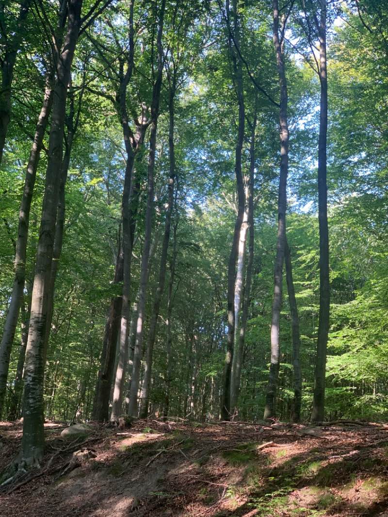 walking near me in Seepromenade in winter