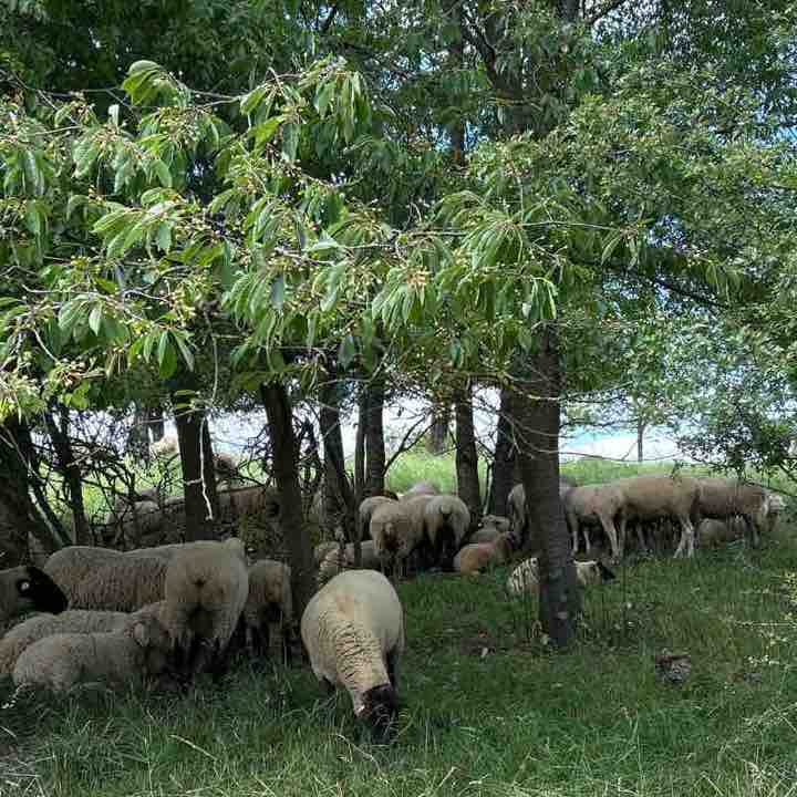 June Steps Challenge Gisela post image