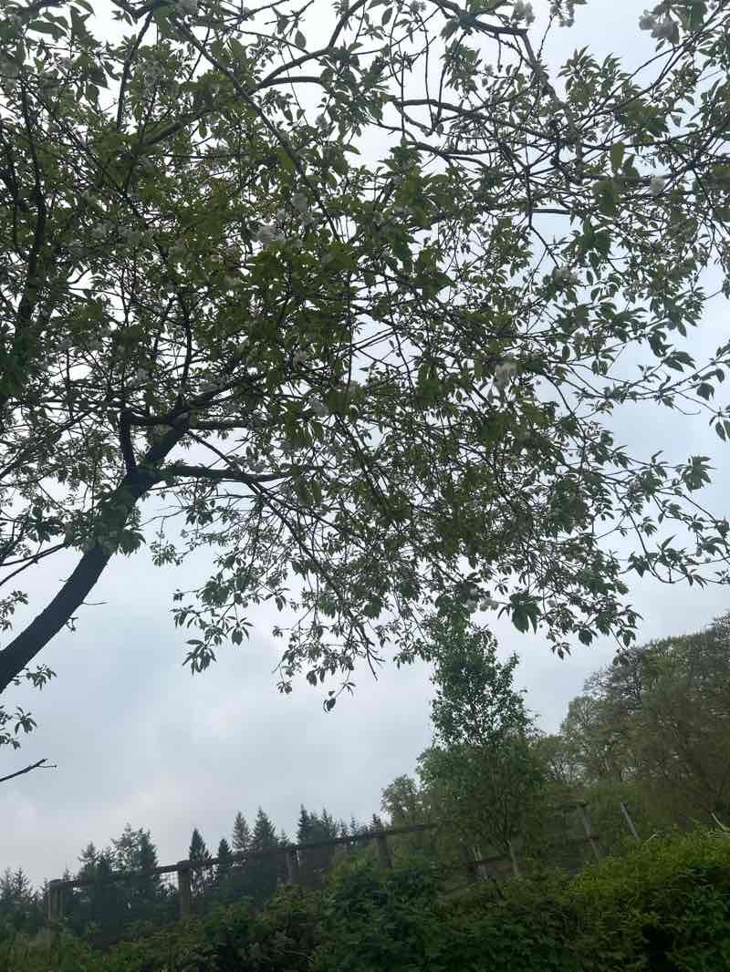 walking near me in Calderglen Country Park in spring