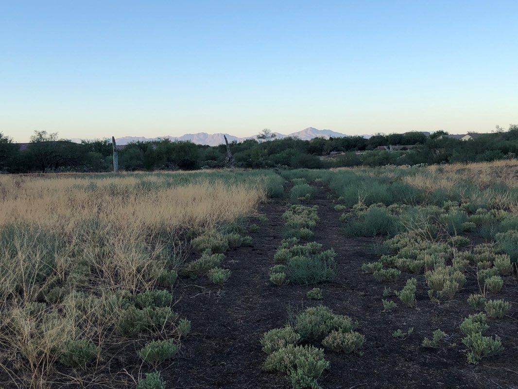 walking near me in Desert Oasis Recreation Center in winter