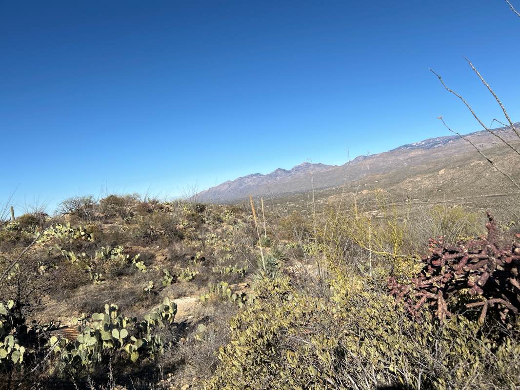 walking near me in Saguaro National Park - Rincon Mountain District in winter