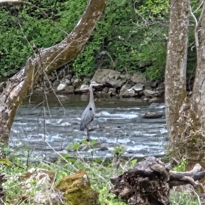 🦜BIRDWATCHERS🦜 Ed Walsh post image