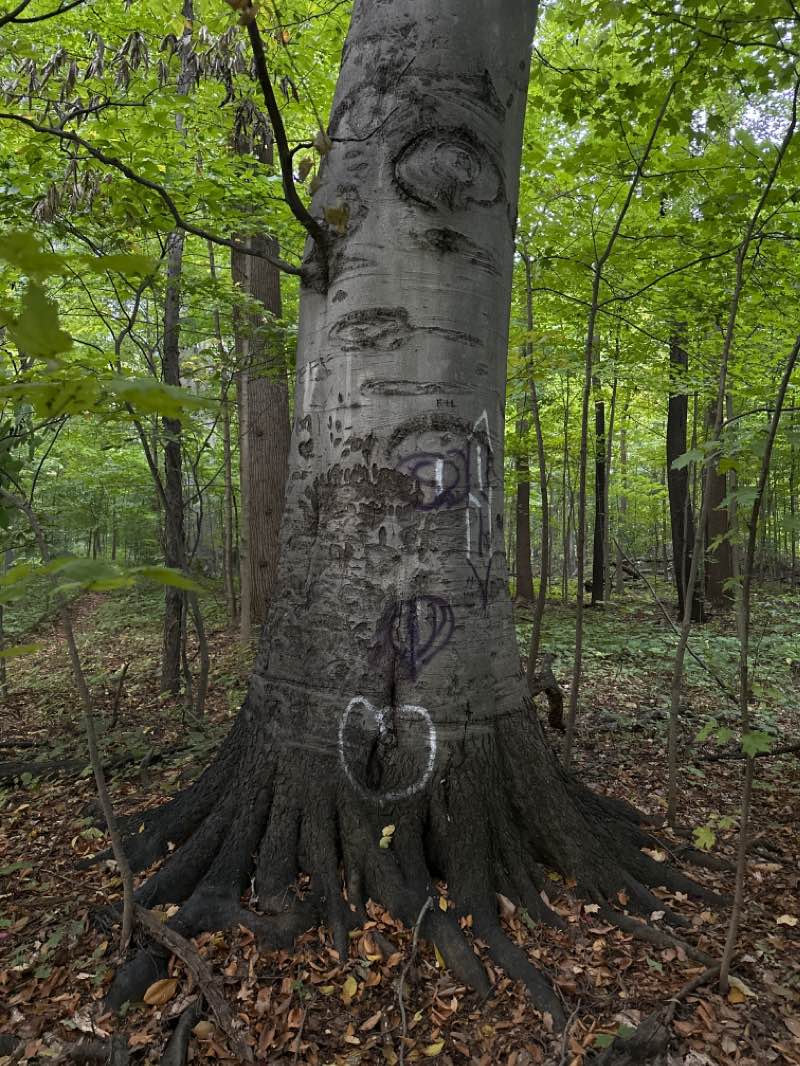 walking near me in Hayes Park in winter