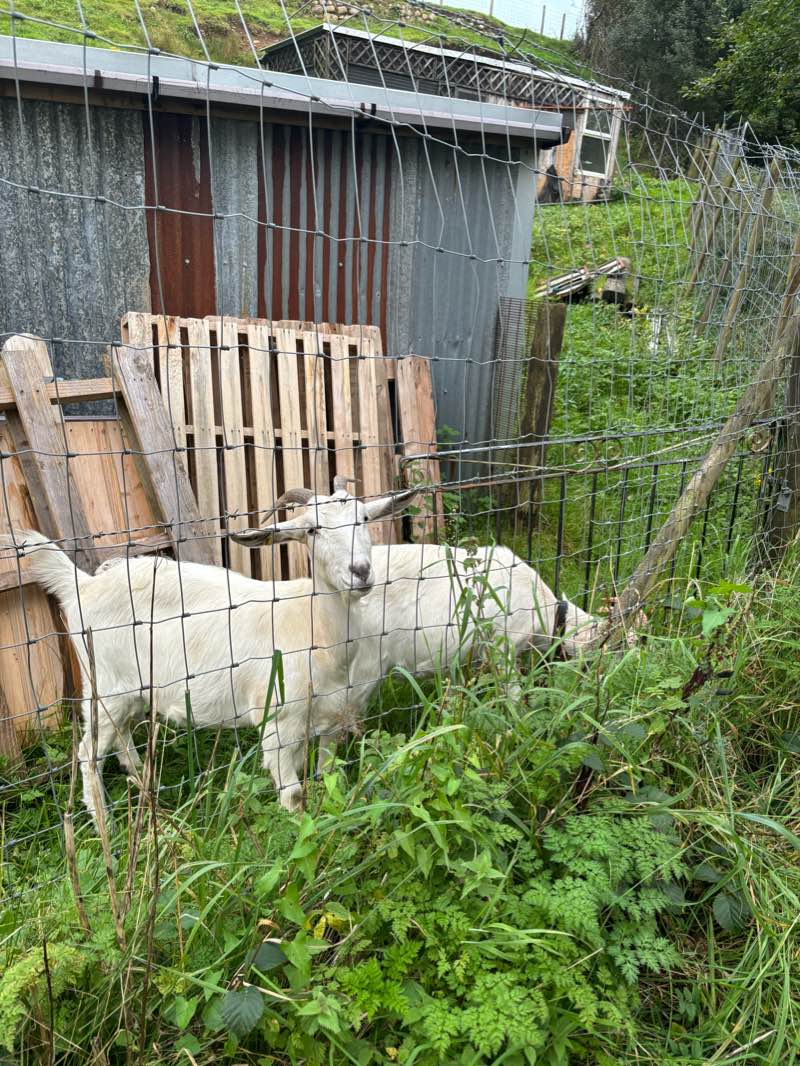 walking near me in Egremont Castle in winter