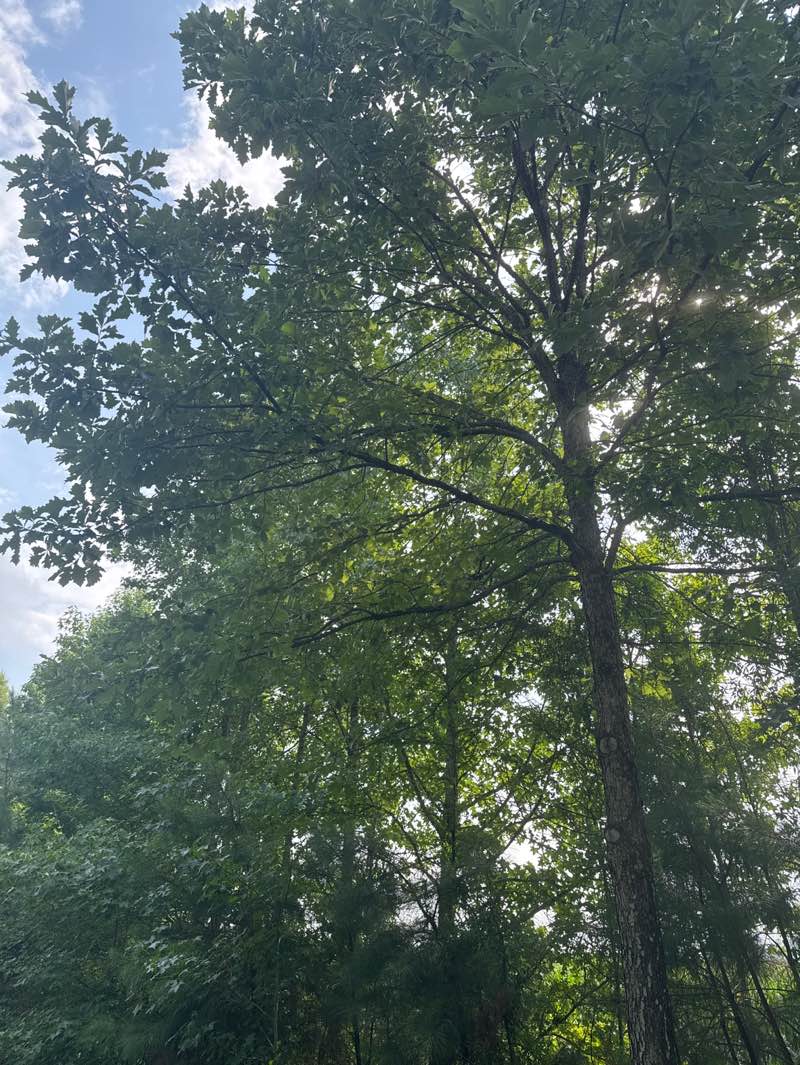 walking near me in Dismal Swamp Canal Trail Park in summer