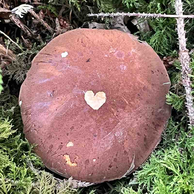 Kaspar 🇨🇭 post 1