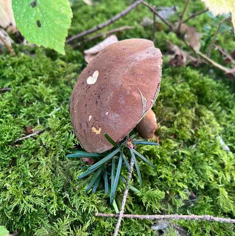 Kaspar 🇨🇭 post 2