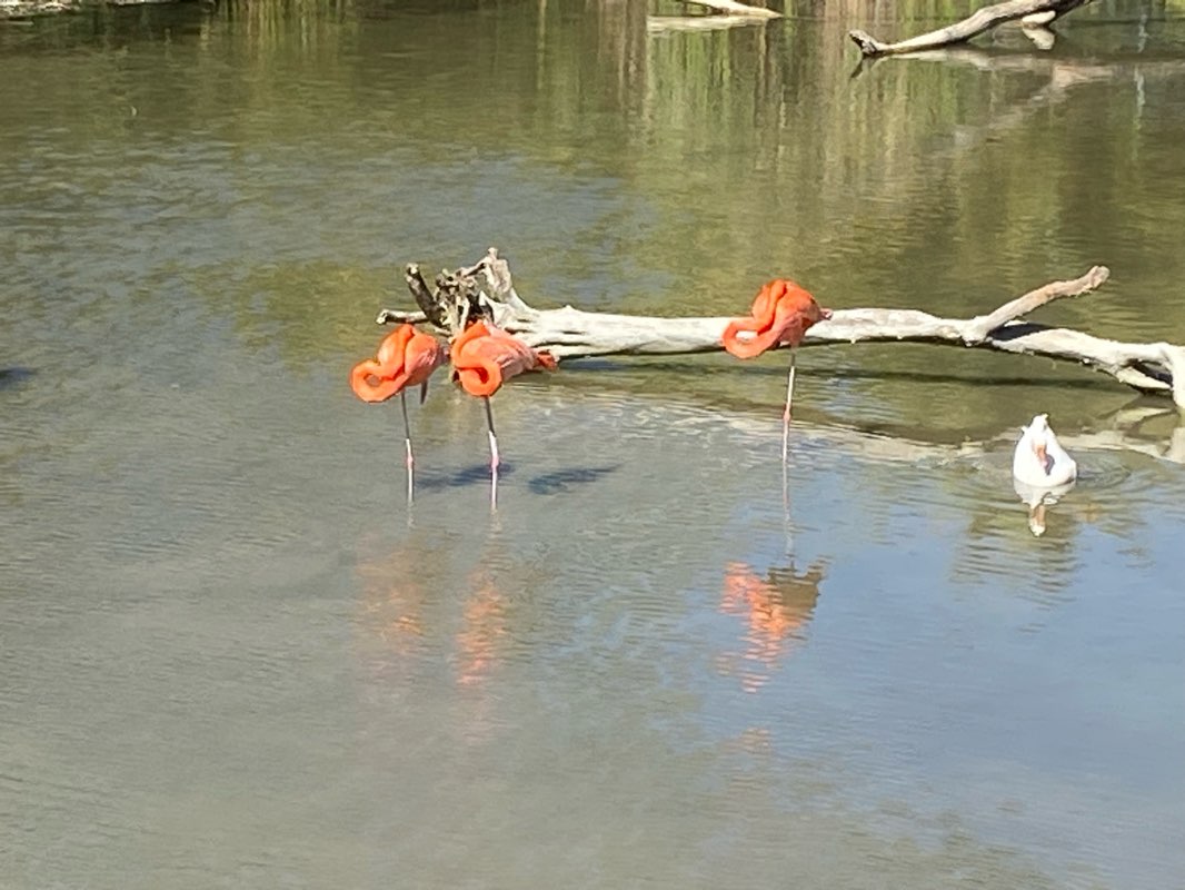 walking near me in Parque Francisco Cantón Rosado in winter