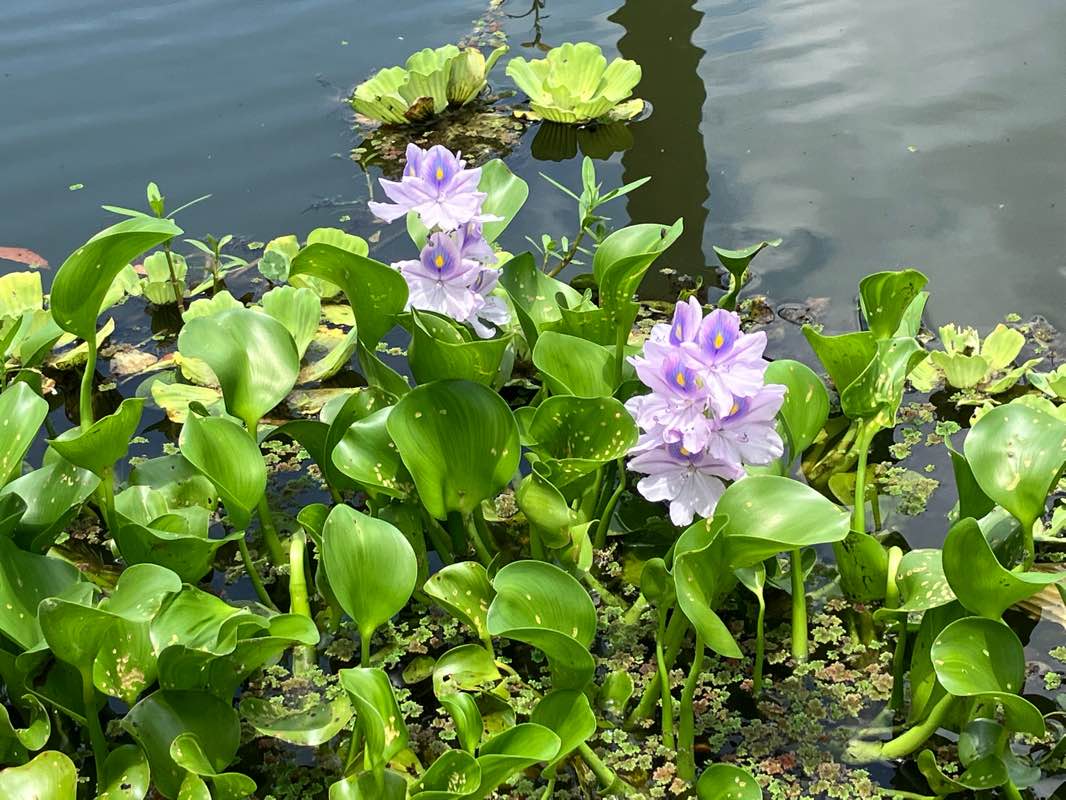 walking near me in Deer Prairie Creek Preserve in winter