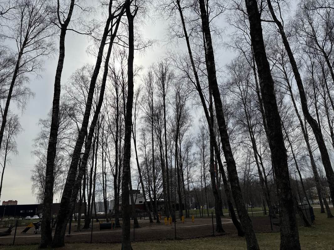walking near me in Zaļā birzs in spring