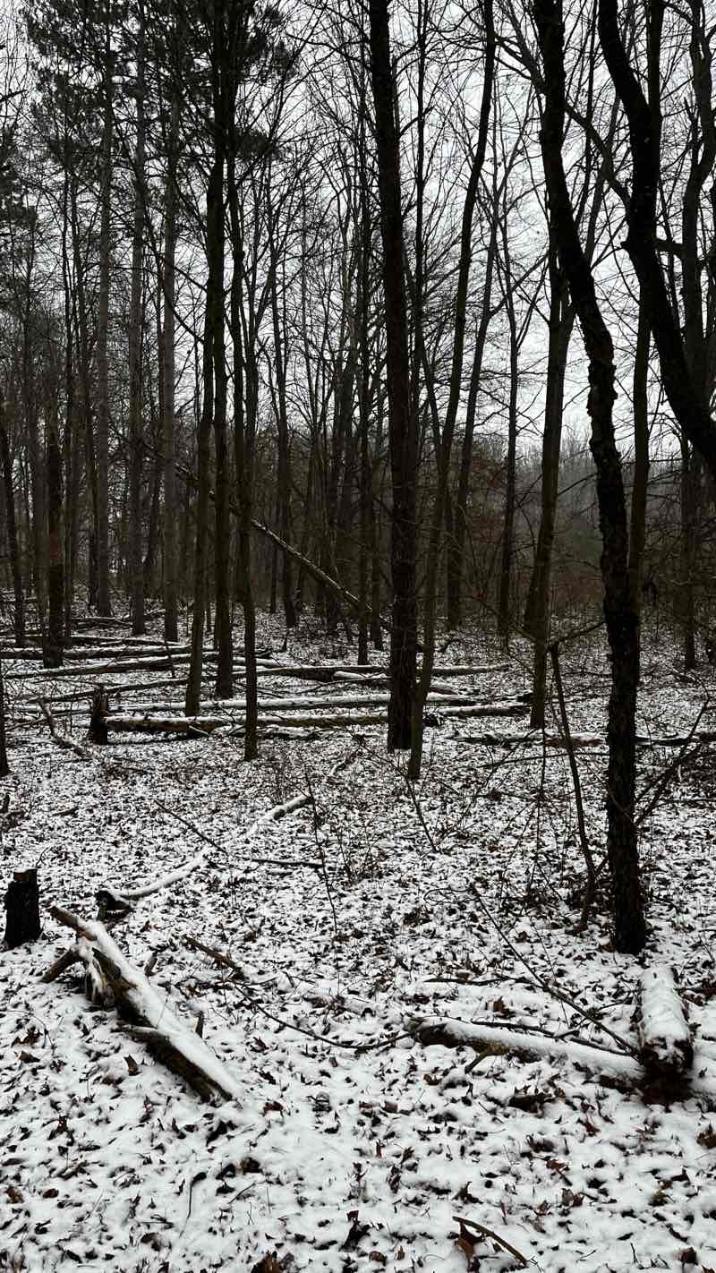 walking near me in Wise Woods Park in winter