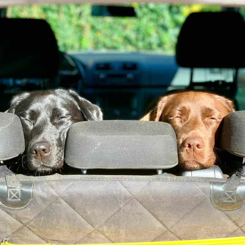 Dogwalker NL... Truefriend post image