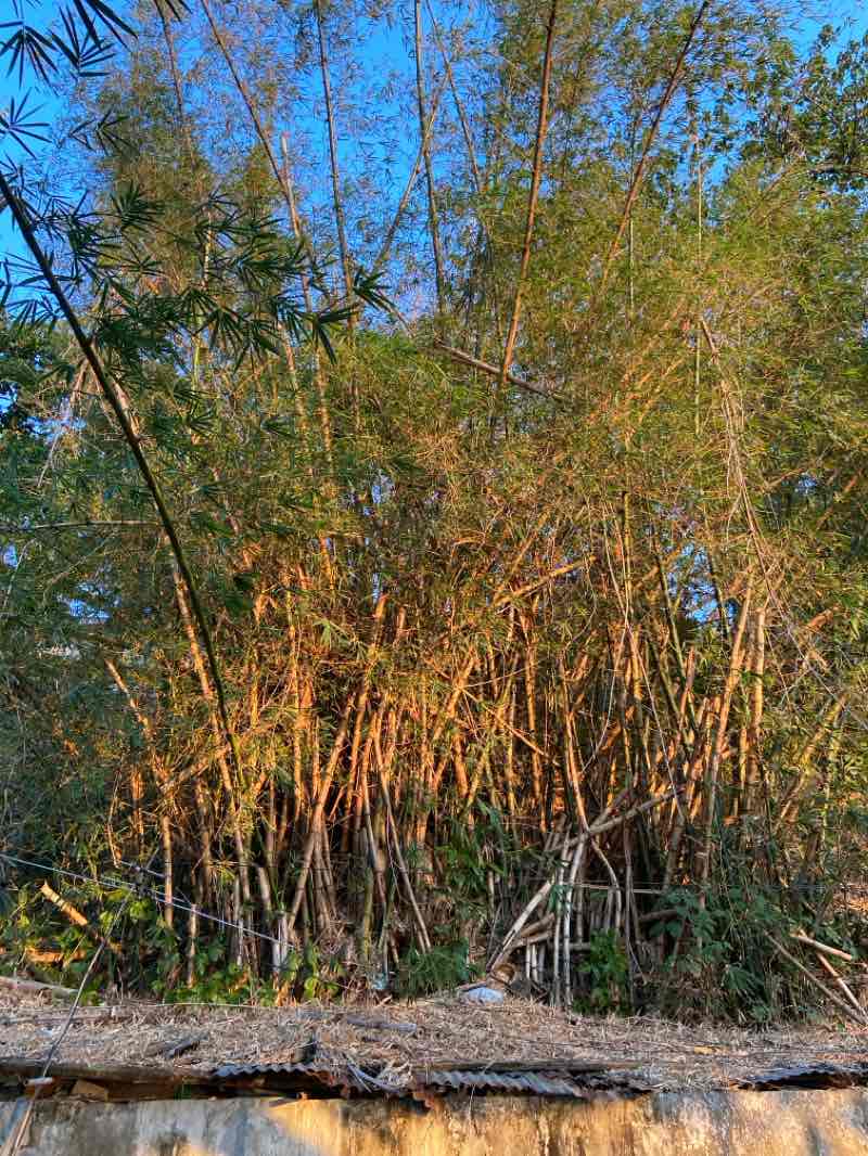 walking near me in Doña Leonila Park in winter