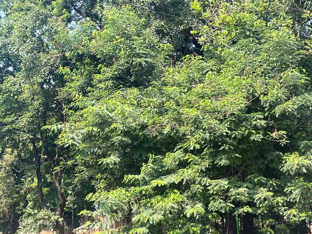 walking near me in Ram Manohar Lohia Udyan in spring