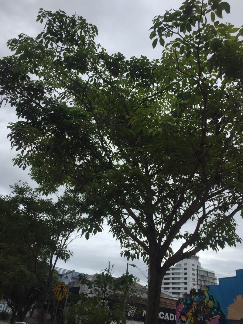 walking near me in Arena de Esporte e Lazer Prainha-Mocotó in summer