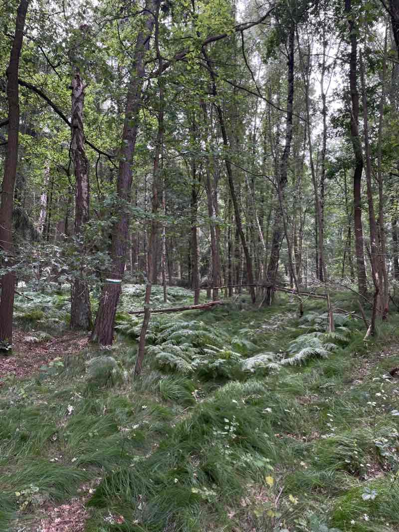 walking near me in Schloßteichpark in winter