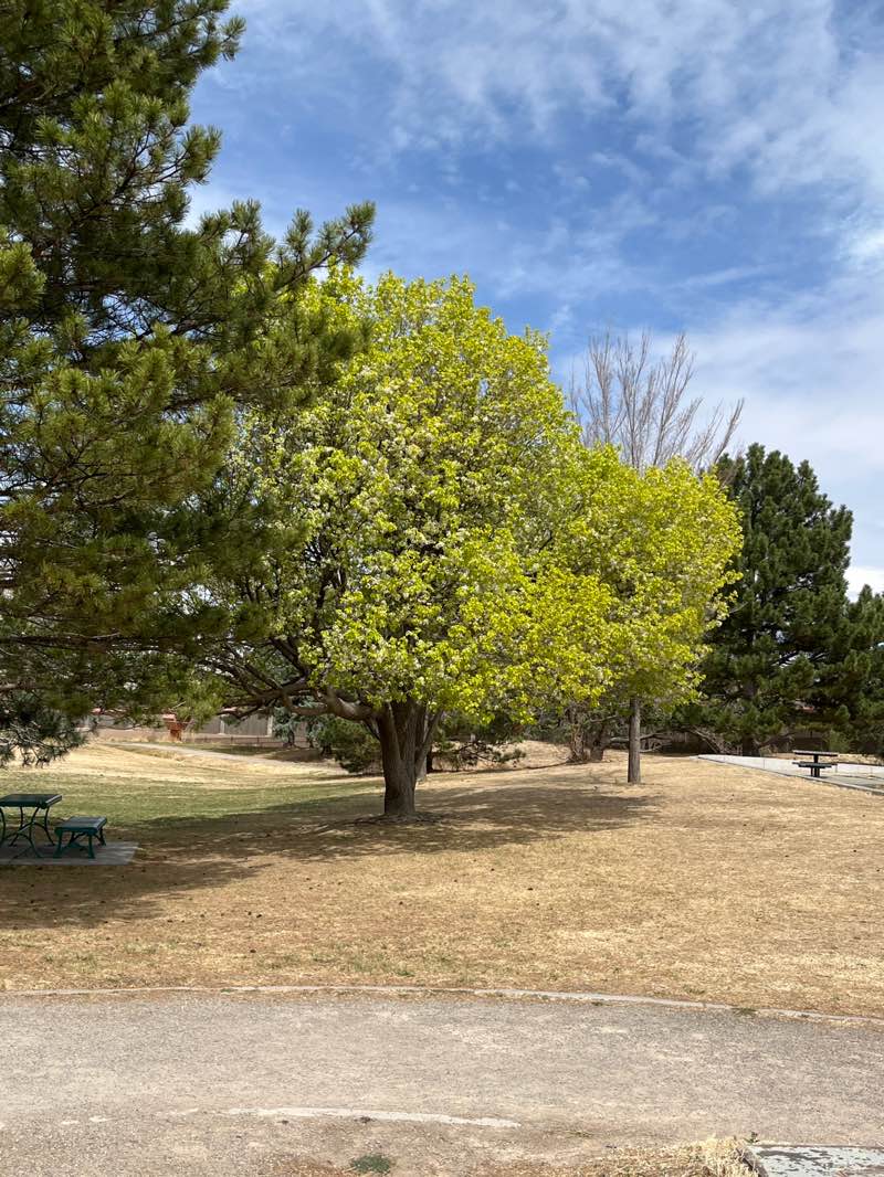walking near me in Jerry Cline Park in spring