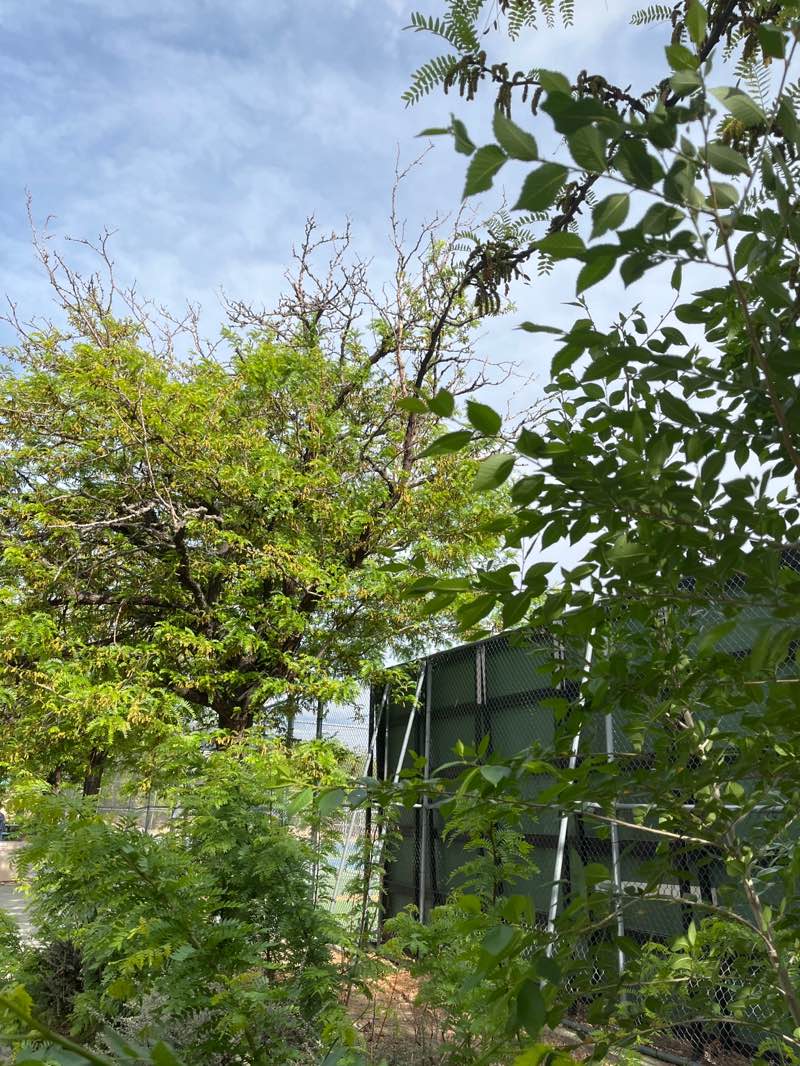 walking near me in Xeriscape Park in spring