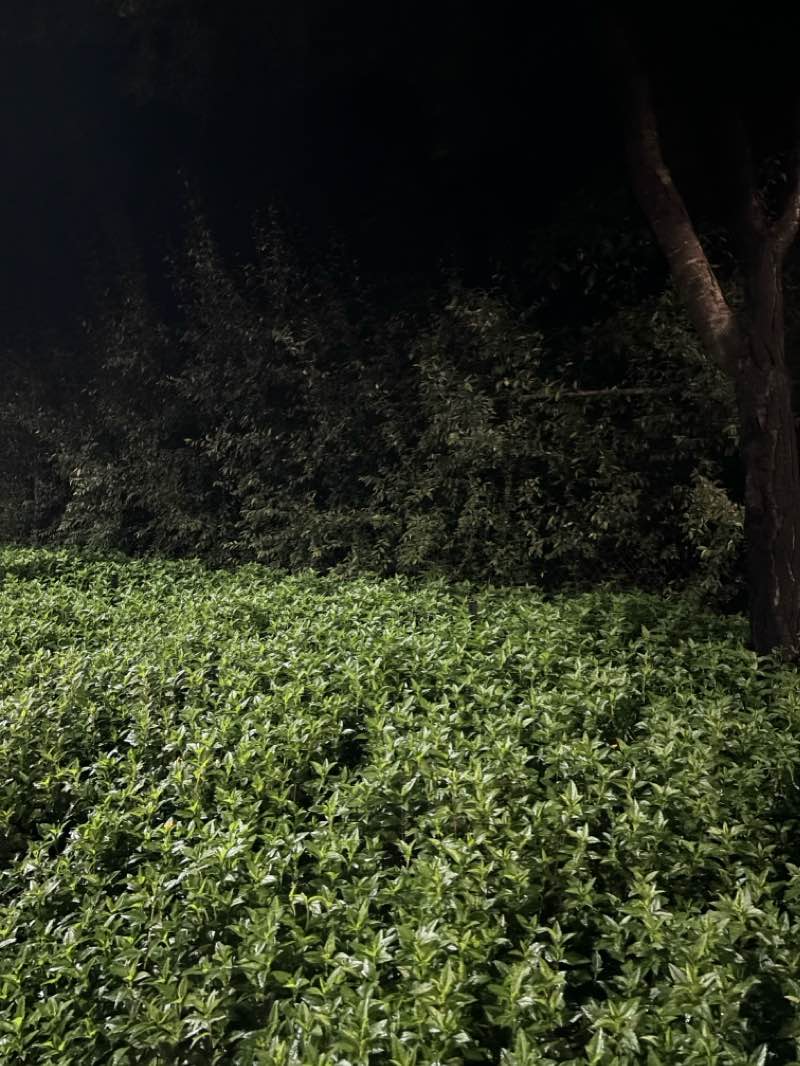 walking near me in Jardín Botánico Culiacán in winter