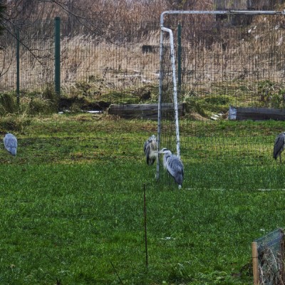 Прусская Губерния Burzagan post image