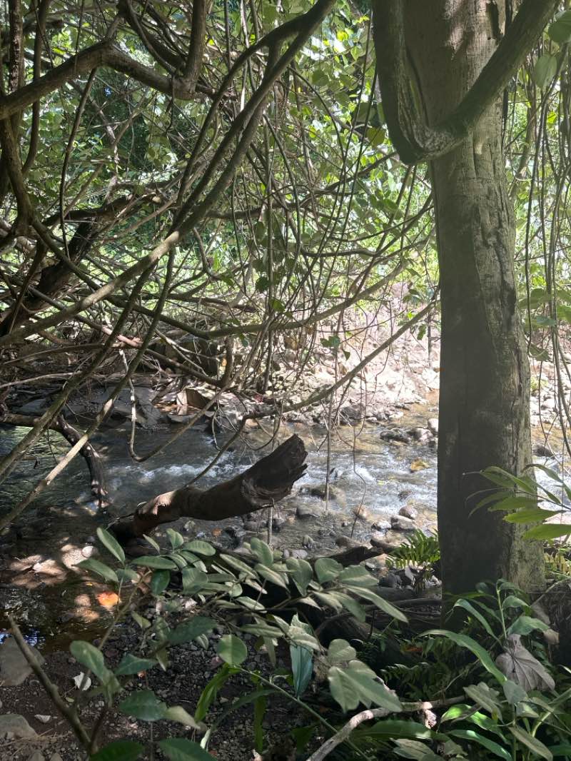 walking near me in Twin Falls Park in winter