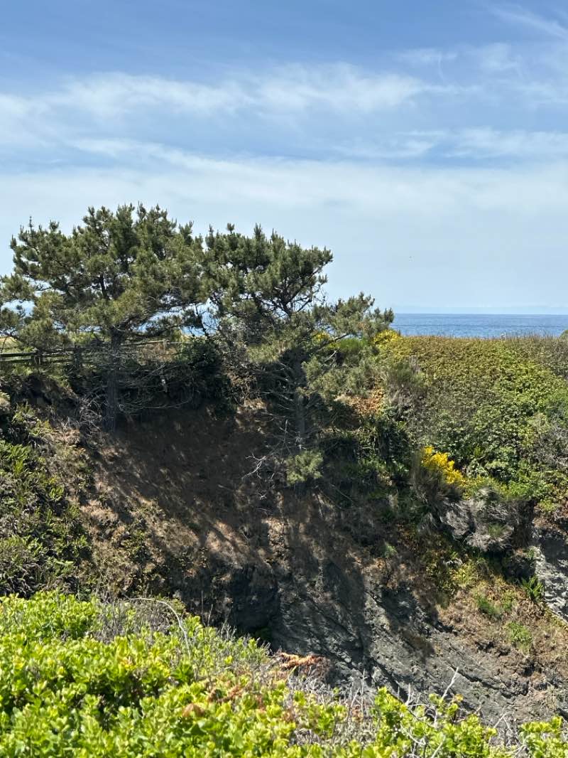 walking near me in Russian Gulch State Park in spring