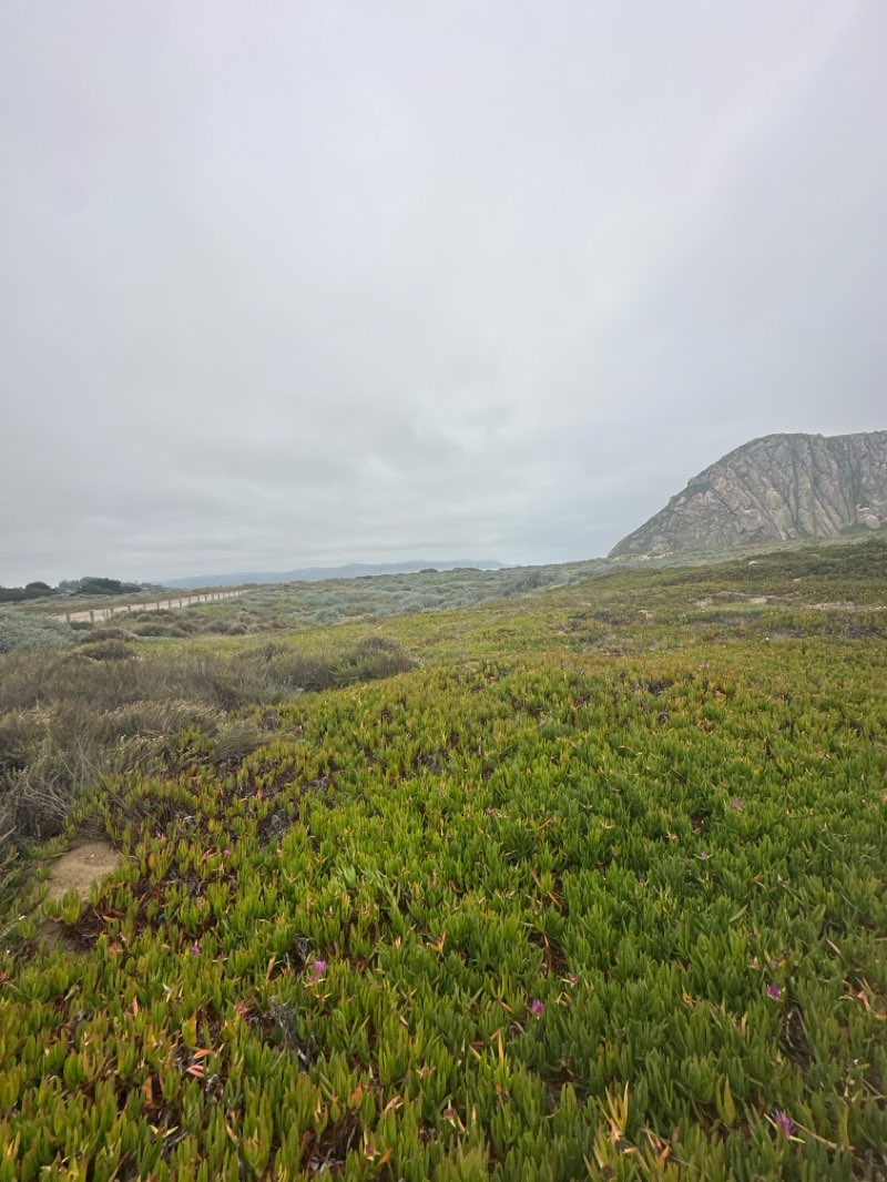 walking near me in Morro Rock Natural Preserve in summer