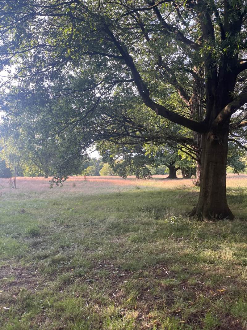 walking near me in Adswood Park in autumn
