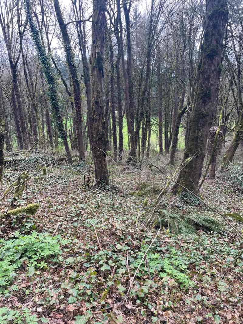 walking near me in Hoyt Arboretum in winter