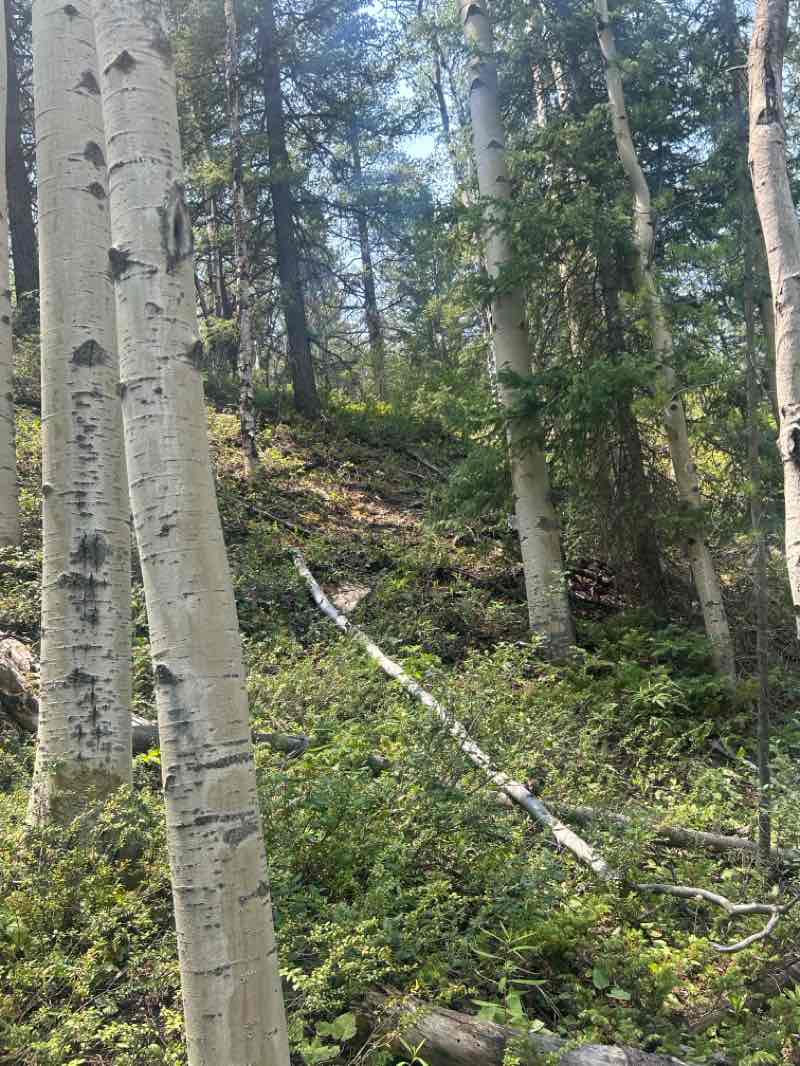 walking near me in Fossil Ridge Wilderness in summer
