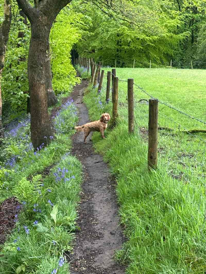 walking near me in Witton Country Park in spring