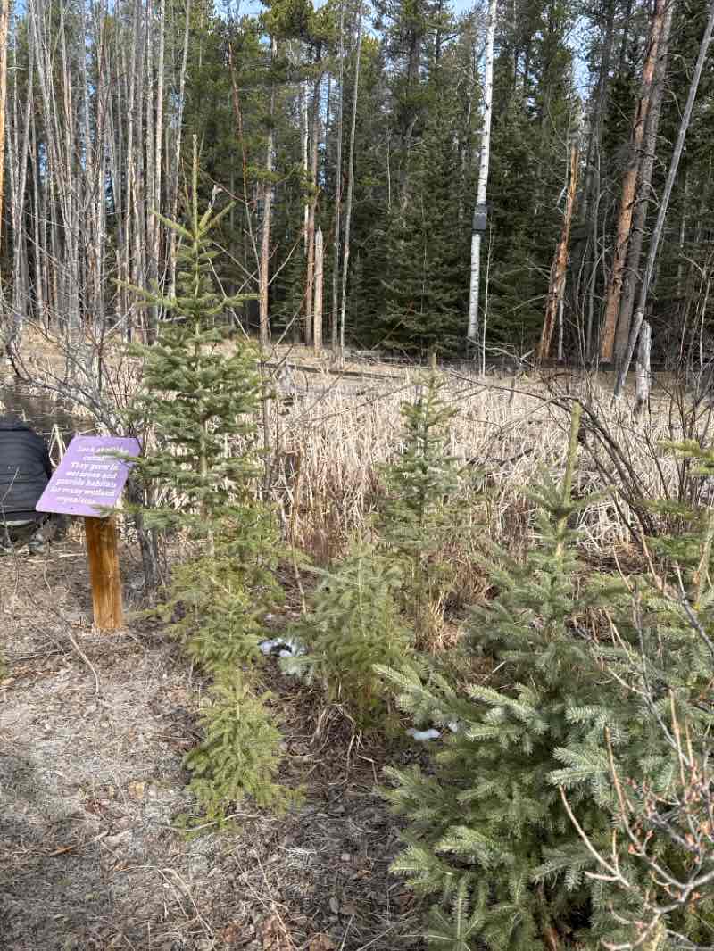 walking near me in Bragg Creek Provincial Park in spring