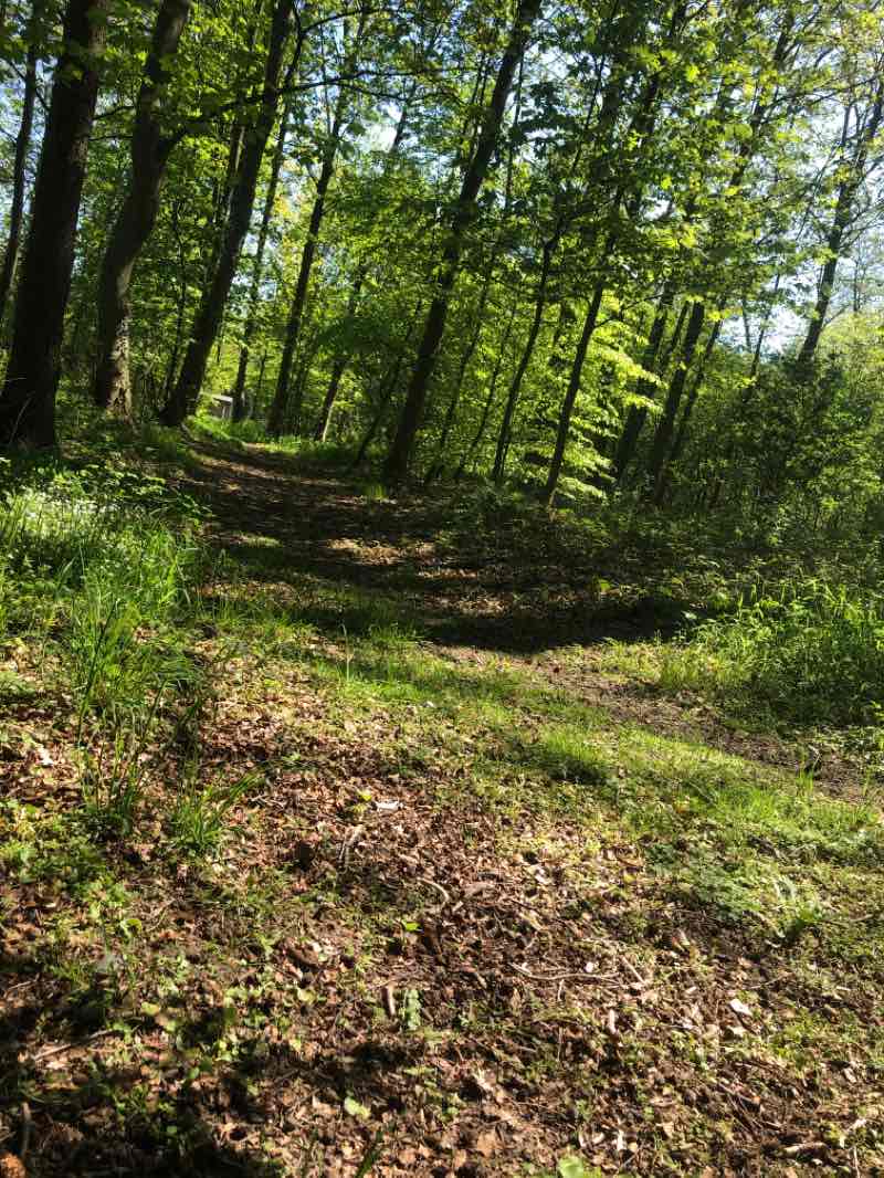 walking near me in Kong-Arrildshoj-Park in winter