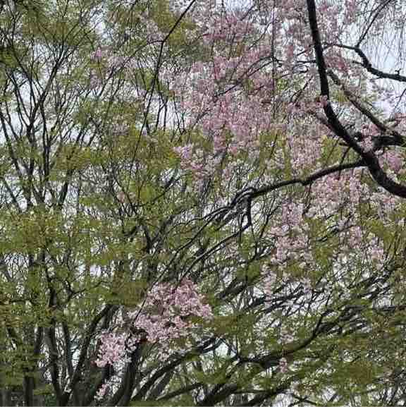 yuhuにゃん post 3