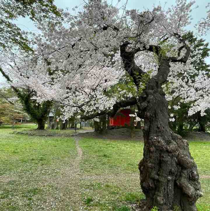 yuhuにゃん post 2