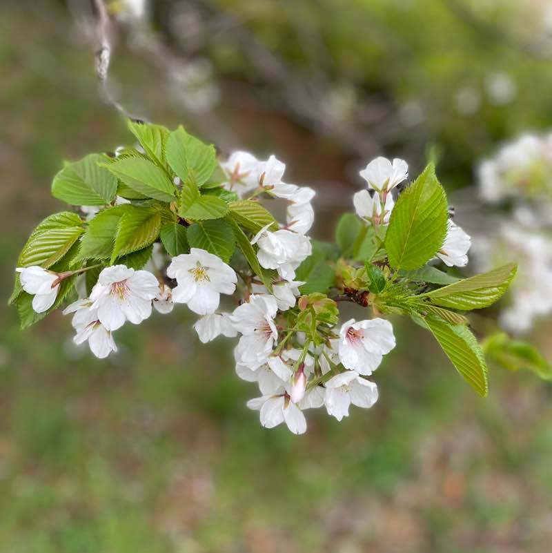 yuhuにゃん post 2