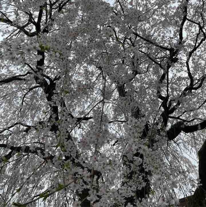 yuhuにゃん post 1