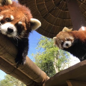 Red Panda