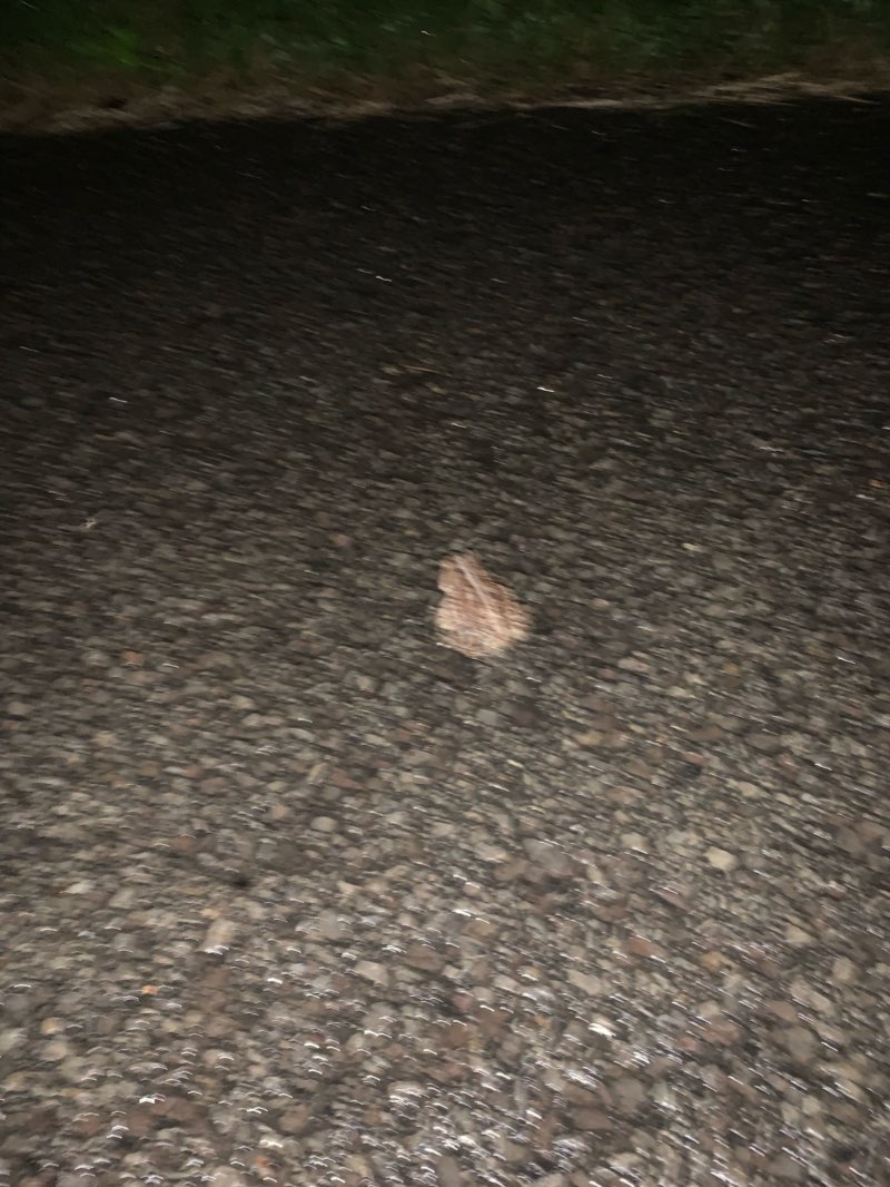 walking near me in Parc Des Hirondelles in winter