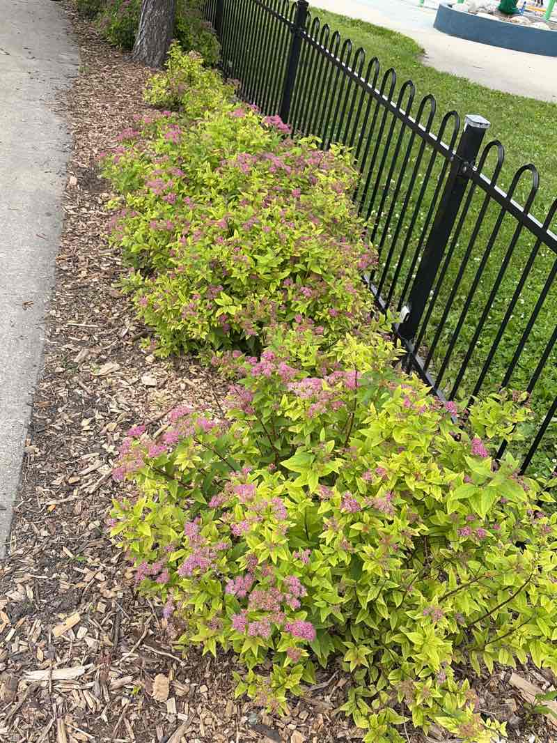 walking near me in Central Park in summer