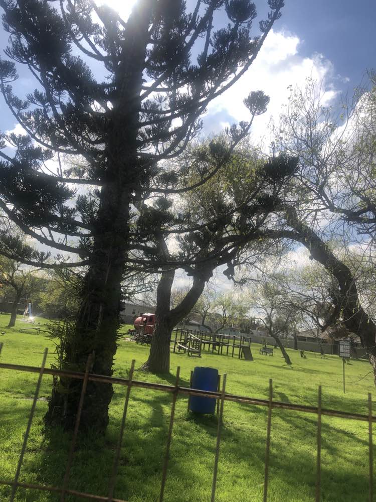 walking near me in Choo Choo Park in spring