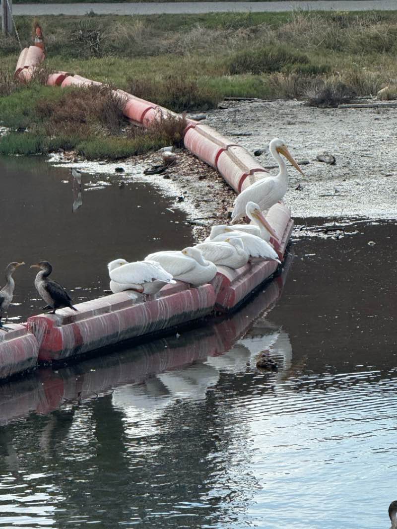 walking near me in Port Royal Park in autumn