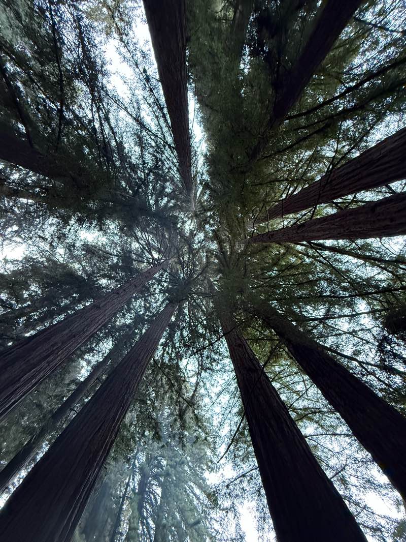 walking near me in Samuel P. Taylor State Park in autumn